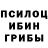 Псилоцибиновые грибы GOLDEN TEACHER krutoy kot